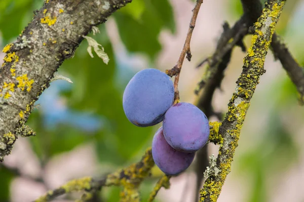 Yaz bahçesindeki ağaçta taze, mavi erikler