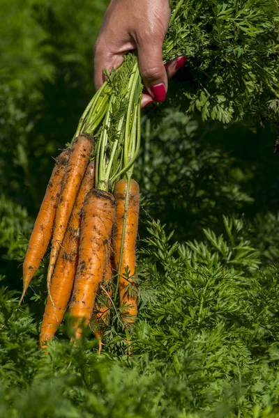 Fresh carrots from a garden, close-up