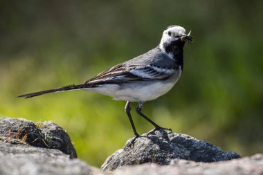 Beyaz, gri ve siyah tüyler tünemiş Beyaz Kuyruksallayan (Motacilla alba) kuşla portresi kapatın.
