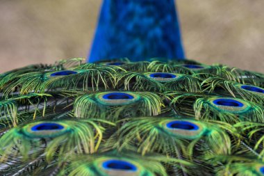  güzel tavuskuşu tüylü