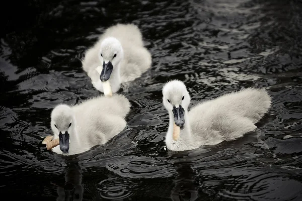 Bütykös Hattyú Fürdés Evés Tavon Három Fiatal Cygnets — Stock Fotó