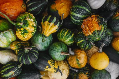 Sonbahar renkli kabak toplama