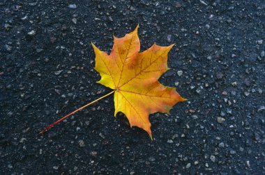 Akçaağaç yaprağı üzerinde asfalt. Sonbahar günü