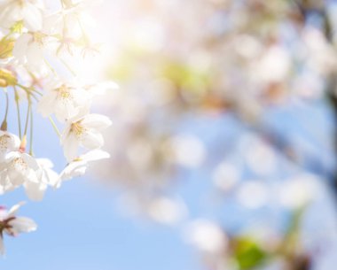 Bahar sınır soyut pembe sakura veya kiraz çiçeği ile arka plan sanatı bulanık.