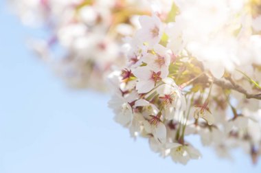 Bahar sınır soyut pembe sakura veya kiraz çiçeği ile arka plan sanatı bulanık.