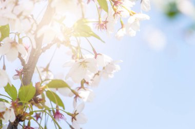 Bahar sınır soyut pembe sakura veya kiraz çiçeği ile arka plan sanatı bulanık.