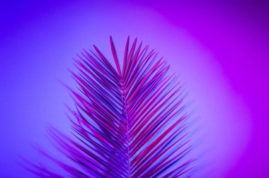 Parlak tropikal cennet bırakır, neon ışık palmiye yaprakları