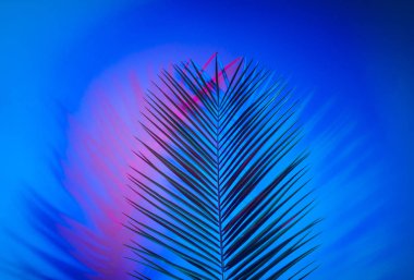 Canlı, kalın, gradyan holografik neon renkli tropikal yapraklar.