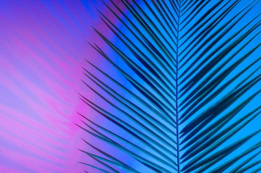 Canlı, kalın, gradyan holografik neon renkli tropikal yapraklar.