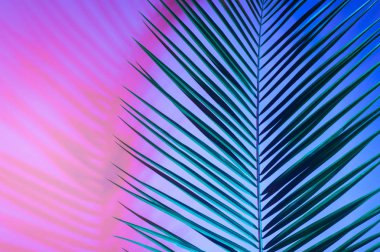 Parlak tropikal cennet bırakır, neon ışık palmiye yaprakları