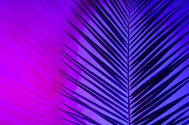 Yaratıcı tropik mor yaprakları düzeni. Doğaüstü bir kavram. Düz yatıyordu. Ultra viyole renkler.