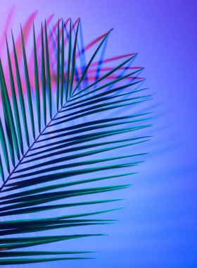 Parlak tropikal cennet bırakır, neon ışık palmiye yaprakları