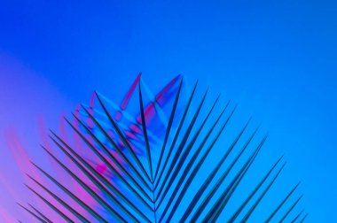 Canlı, kalın, gradyan holografik neon renkli tropikal yapraklar.