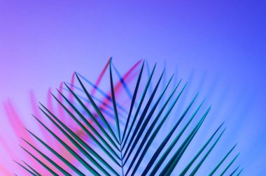 Neon ışıklı tropikal yaprak. Holografik yapraklar.