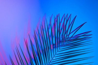 Neon ışıklı tropikal yaprak. Holografik yapraklar.