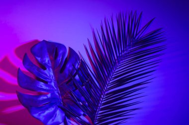 Canlı, kalın, gradyan holografik neon renkli tropikal yapraklar.