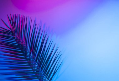 Canlı, kalın, gradyan holografik neon renkli tropikal yapraklar.