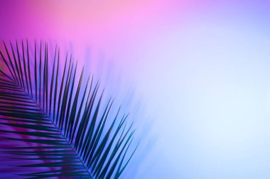 Canlı, kalın, gradyan holografik neon renkli tropikal yapraklar.