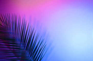 Canlı, kalın, gradyan holografik neon renkli tropikal yapraklar.