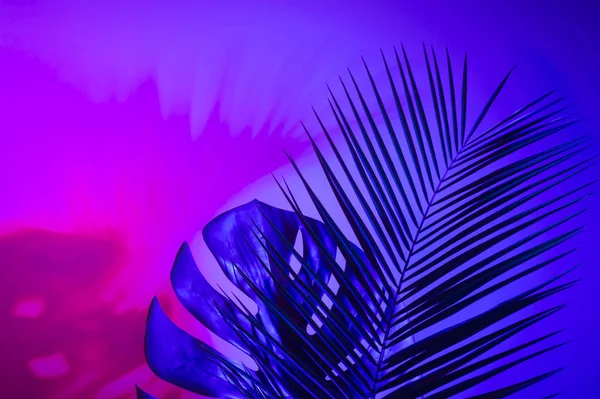 創造的な熱帯紫色の葉のレイアウト 超自然的な概念 平らな横たわる 紫外線色 — ストック写真