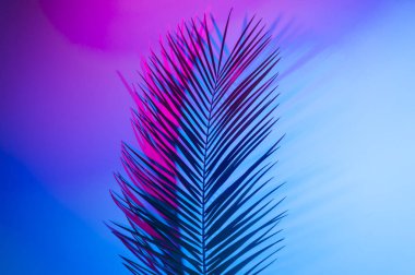 Canlı, kalın, gradyan holografik neon renkli tropikal yapraklar.