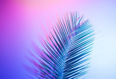 Canlı, kalın, gradyan holografik neon renkli tropikal yapraklar.