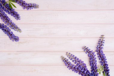 pastel pembe ahşap arka plan üzerinde lupine