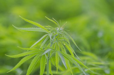 Esrar sativa, marihuana yaprakları, tıbbi bitki nin fotoğraf.