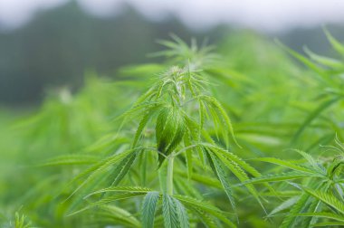 Esrar sativa, marihuana yaprakları, tıbbi bitki nin fotoğraf.