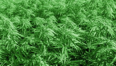 Esrar araştırma, Esrar Yetiştiriciliği Esrar sativa, yasal bir tıbbi ilaç olarak çiçekli kenevir bitki, ot