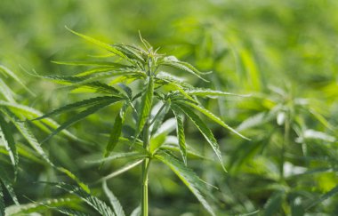 Çiçekli başında esrar. Cbd ile Tıbbi indica.