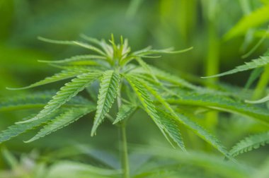 Çiçekli başında esrar. Cbd ile Tıbbi indica.