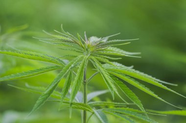 Marihuana yaprağı, esrar bir koyu arka plan, güzel arka plan, kapalı cultivatio