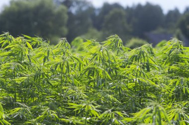 Esrar sativa, marihuana yaprakları, tıbbi bitki nin fotoğraf.