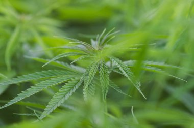 Esrar sativa, marihuana yaprakları, tıbbi bitki nin fotoğraf.