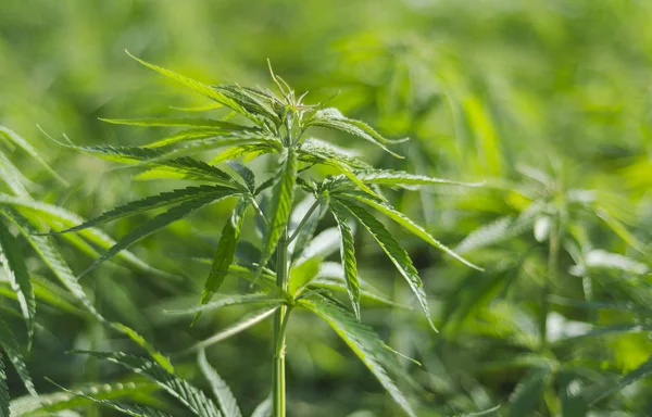 Çiçekli başında esrar. Cbd ile Tıbbi indica.