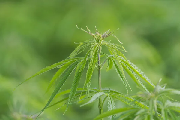 Cannabis Začátku Květu Léčivé Indica Cbd — Stock fotografie