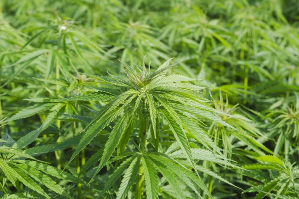 Esrar sativa, marihuana yaprakları, tıbbi bitki nin fotoğraf.