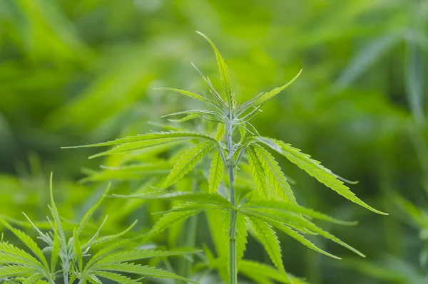 Esrar sativa, marihuana yaprakları, tıbbi bitki nin fotoğraf.