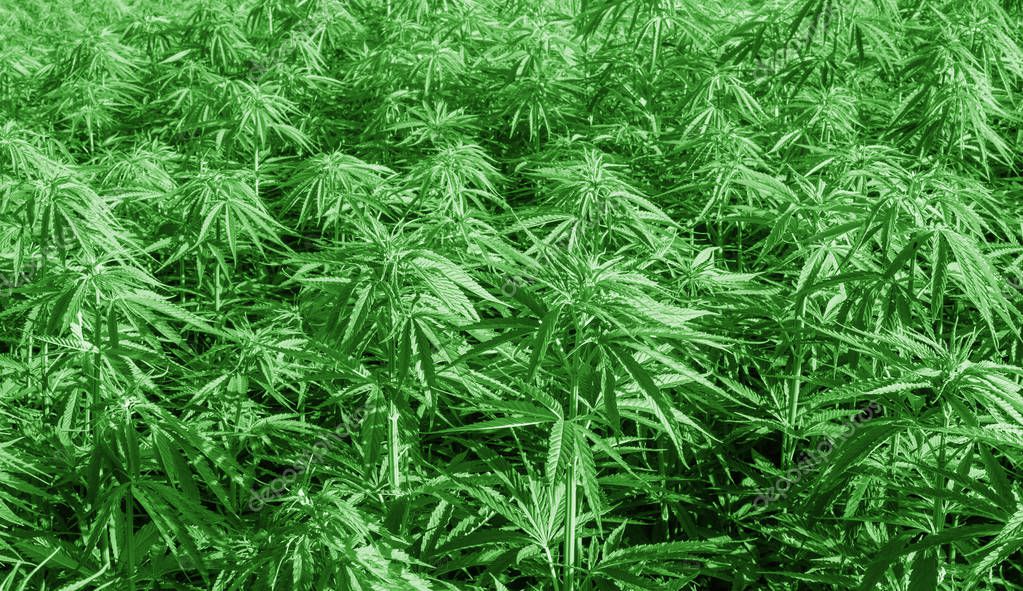 Cannabis research, Cultivation of marijuana Cannabis sativa, flowering cannabis plant as a legal medicinal drug, herb