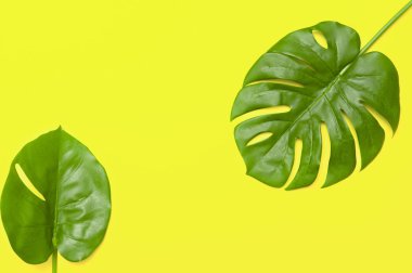 Tropikal palmiye ortasında boş alan ile bırakır. düz döşeme, üst görünüm.