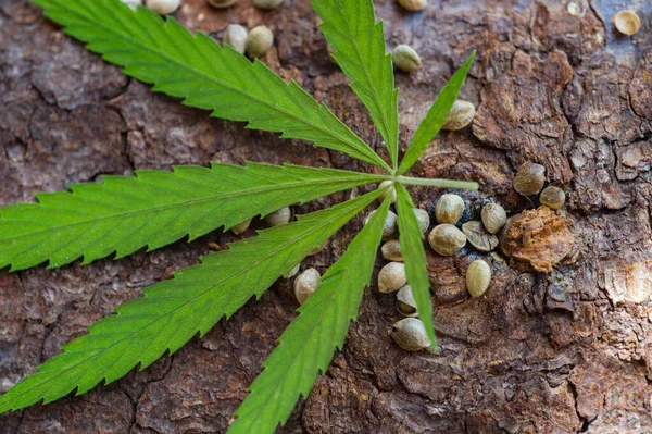 Foglia Cannabis Verde Semi Sfondo Legno Concetto Cibo Vegetariano — Foto Stock