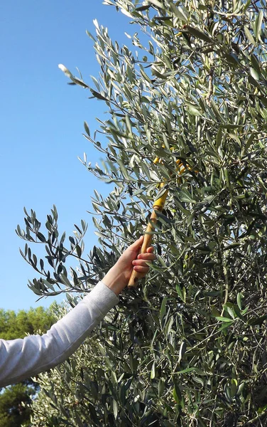 stock image Arm using a rake to collect and harvest olives on an olive tree