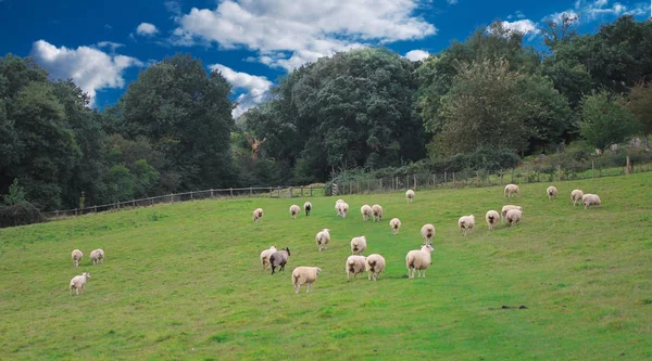 Schafherde Weidet Auf Feld Mit Dramatischem Himmelshintergrund — Stockfoto