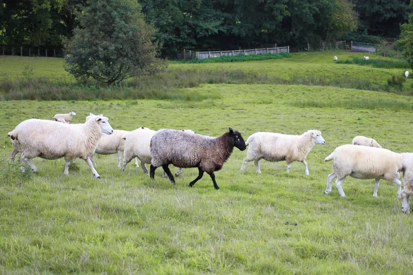 Black sheep running with white sheep in field. Black sheep concept