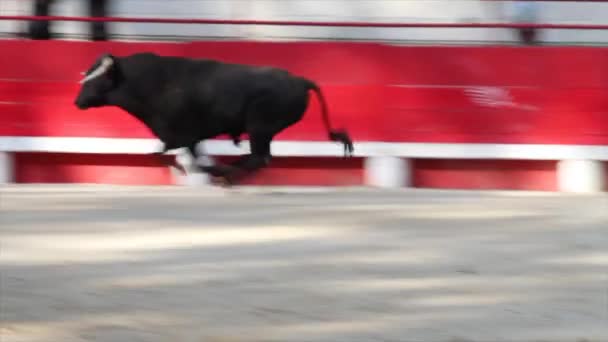 Toro en la zona, Francia — Vídeo de stock