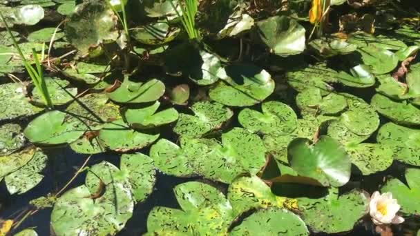 Rybník s mnoha lilie polštářky lekníny — Stock video