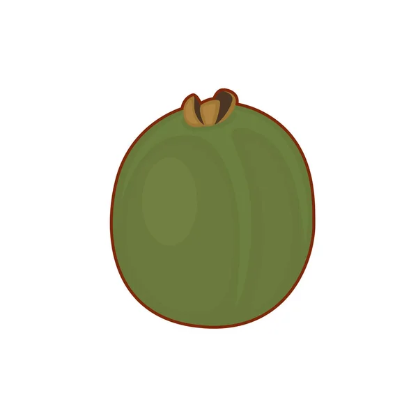Vector ilustración de kiwi fruta — Archivo Imágenes Vectoriales
