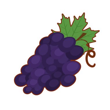 Üzüm meyve vektör illüstrasyon