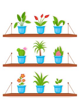 Tencere farklı çiçekler 